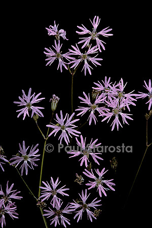 Lychnis flos-cuculi (œillet des prés)