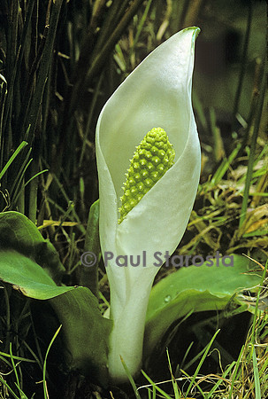 Lysichiton camtschatcensis (lysichiton)