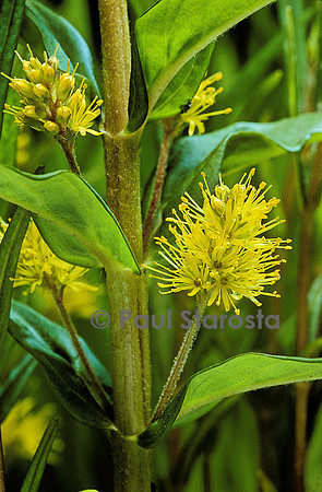 Lysimachia thyrsiflora (lysimaque à fleurs en épi)