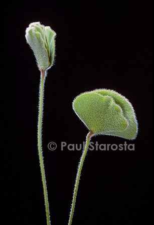 Marsilea quadrifolia (trèfle d'eau)