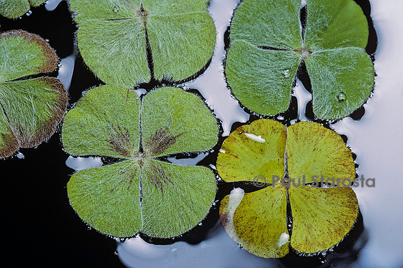 Marsilea quadrifolia (trèfle d'eau)