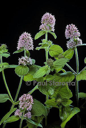 Mentha aquatica (menthe aquatique)
