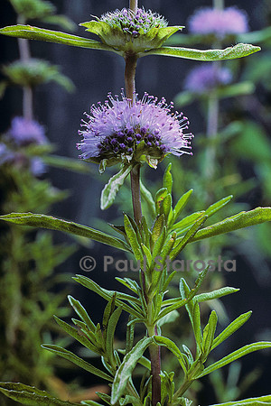 Mentha cervina (menthe des cerfs)