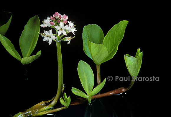 Menyanthes trifoliata (trèfle d'eau)
