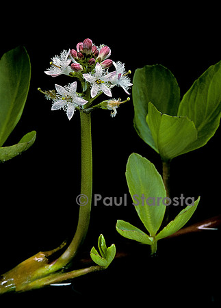 Menyanthes trifoliata (trèfle d'eau)