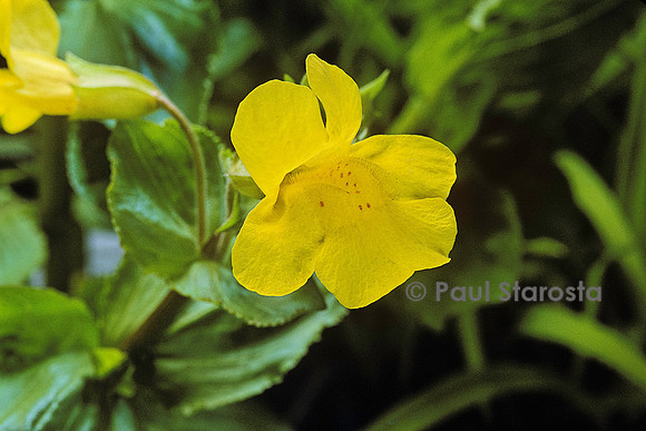 Mimulus guttatus (mimule tacheté)