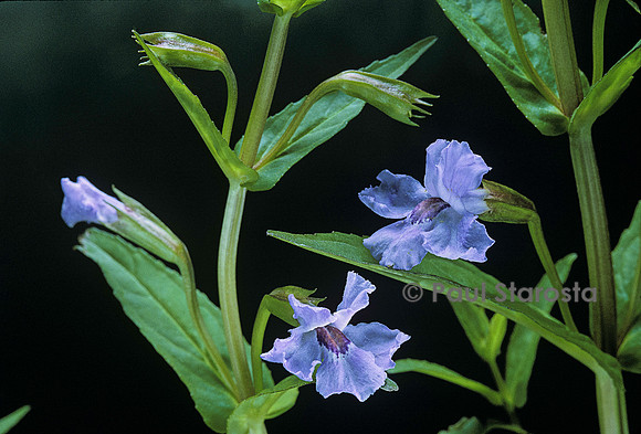 Mimulus ringens