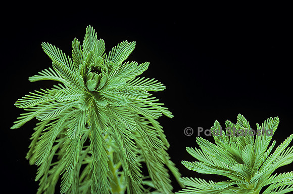 Myriophyllum aquaticum (myriophylle du Brésil)