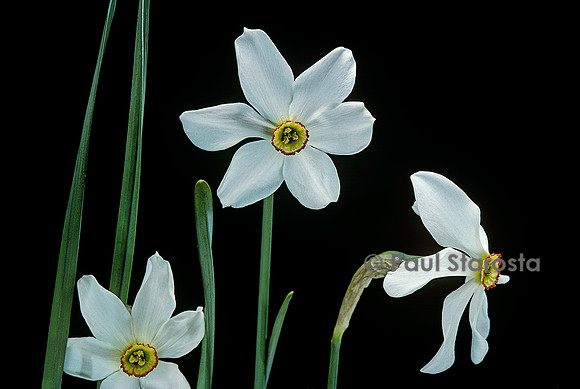 Narcissus poeticus (narcisse des poètes)