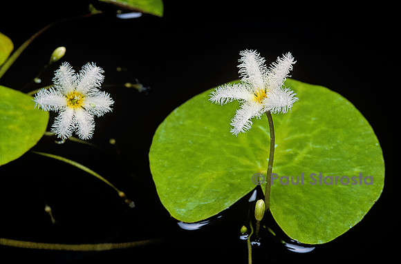 Nymphoides aquatica (plante banane)