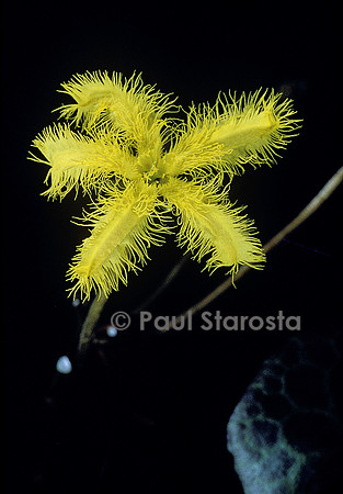 Nymphoides indica (faux nénuphar)
