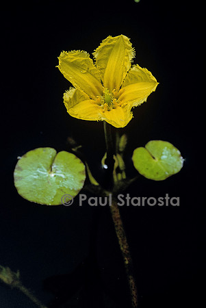 Nymphoides peltata (faux nénuphar)