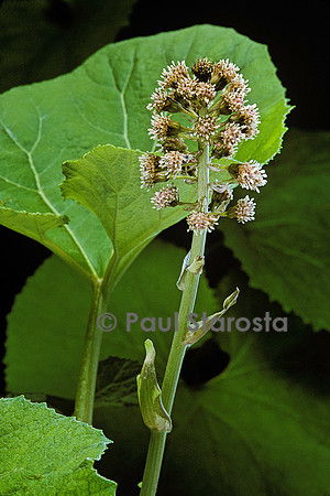 Petasites hybridus (pétasite, pas d'âne)