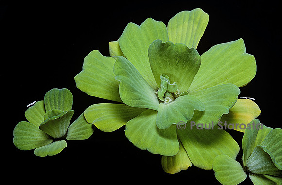 Pistia stratiotes (laitue d'eau)