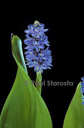 Pontederia cordata