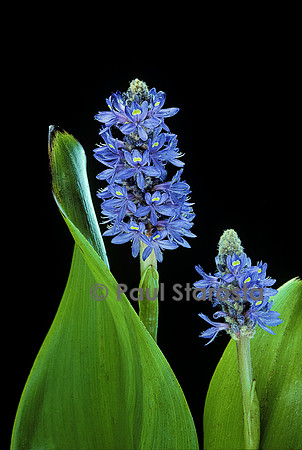 Pontederia cordata