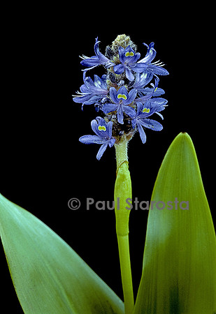 Pontederia cordata