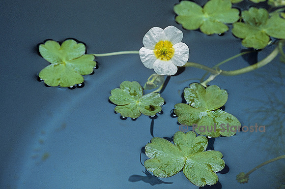Ranunculus aquatilis (renoncule aquatique)