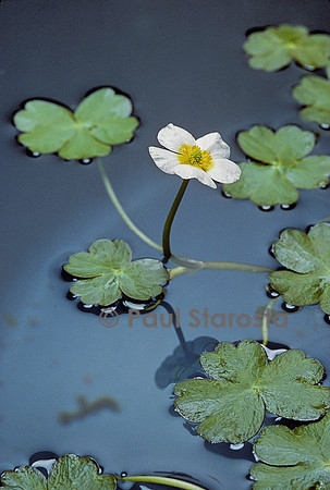Ranunculus aquatilis (renoncule aquatique)