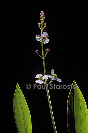 Sagittaria lancifolia