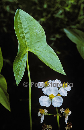 Sagittaria sagittifolia (flèche d'eau, sagittaire)