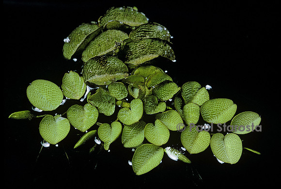 Salvinia auriculata (peste d'eau)