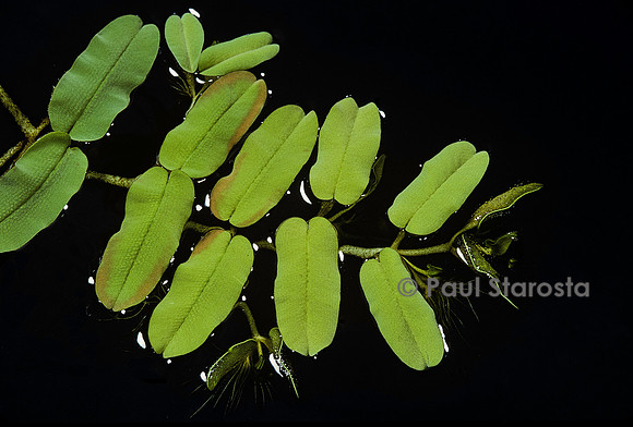 Salvinia oblongifolia