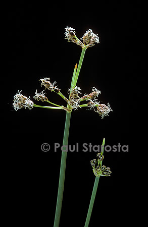 Schoenoplectus lacustris(jonc des chaisiers, scirpe)