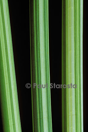 Scirpus lacustris ‘Albescens’ (jonc des chaisiers)