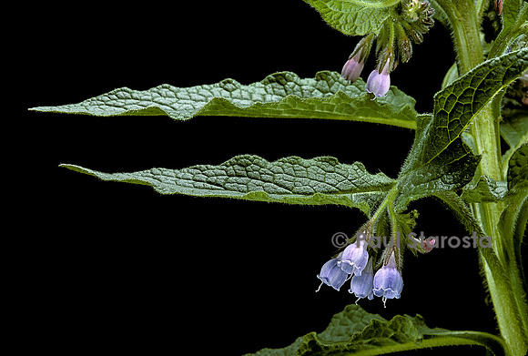 Symphytum officinale (consoude)