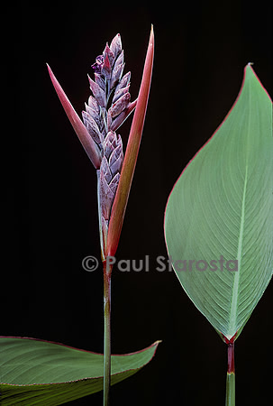 Thalia dealbata