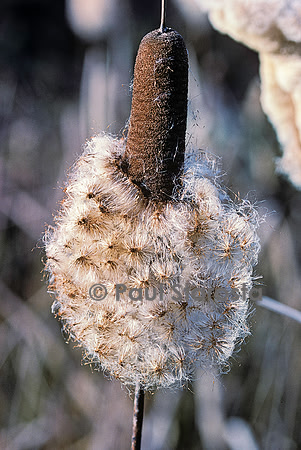 Typha latifolia (massette) - fruit