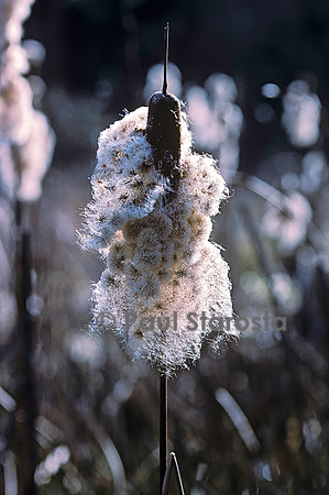 Typha latifolia (massette) - fruit