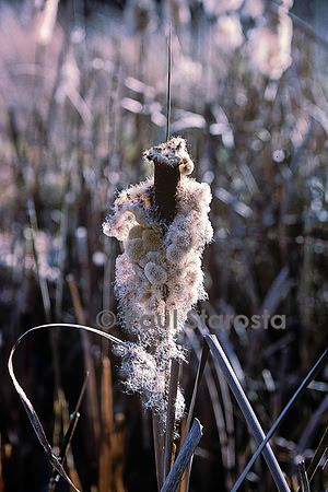 Typha latifolia (massette) - fruit