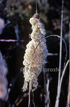 Typha latifolia (massette) - fruit