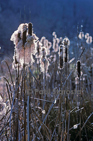 Typha latifolia (massette) - fruits