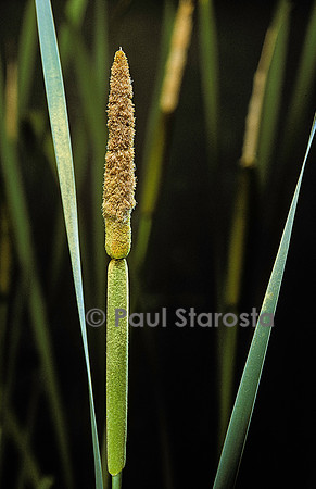 Typha latifolia (massette)
