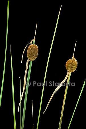 Typha minima