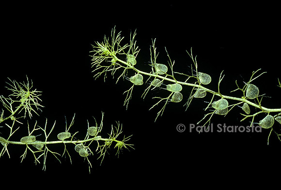 Utricularia vulgaris (utriculaire)