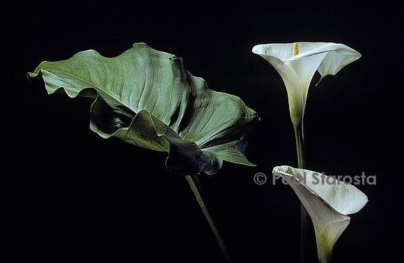 Zantedeschia aethiopica (arum)