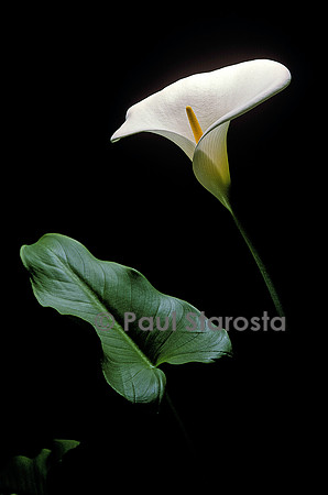 Zantedeschia aethiopica (arum)