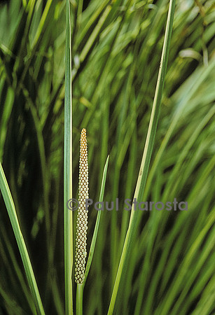 Acorus gramineus ‘Variegatus’ (acore)