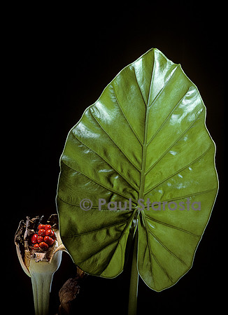 Alocasia macrorrhiza