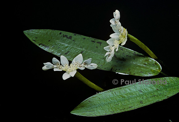 Aponogeton distachyos (aponogéton odorant)