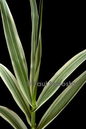 Arundo donax var.versicolor