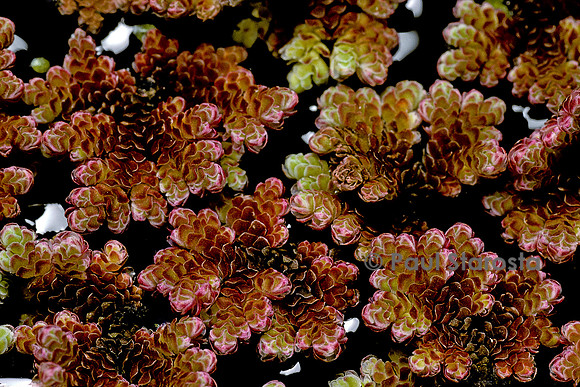 Azolla caroliniana