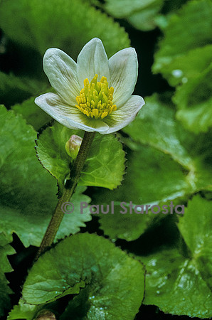 Caltha palustris var. alba (populage des marais)