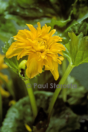 Caltha palustris ‘Flore Pleno’ (populage des marais)