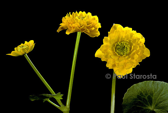 Caltha palustris var. polypetala