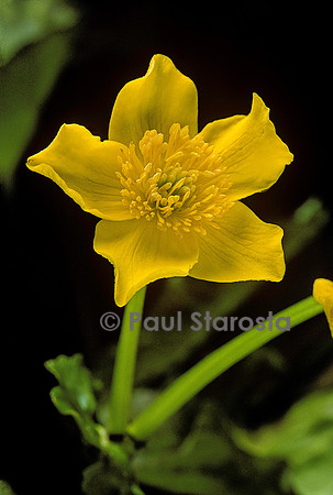 Caltha polypetala (souci d'eau)